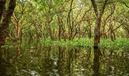 卡塔尔基金会Earthna加入全球红树林联盟