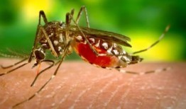 巴西报告首例奥罗波切黄热病死亡病例