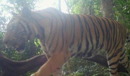 泰国成为东南亚老虎保护的领导者