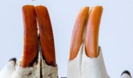 啮齿类动物惊人的橙色牙齿并不像人们想象的那样是因为富含铁的牙釉质