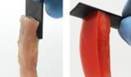 啮齿类动物惊人的橙色牙齿并不像人们想象的那样是因为富含铁的牙釉质