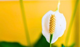 和平百合在冬天很容易死亡，除非你把它放在家里最好的位置