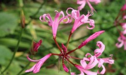 彼得·道尔：为什么我喜欢百合和根西百合