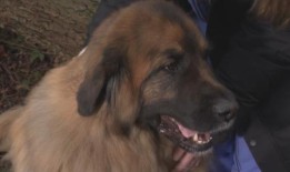 西温哥华宠物主人警告公众治疗犬遭受电击