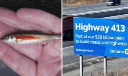 环保人士寄希望于小鱼能阻止413号高速公路