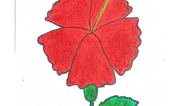 为什么马来西亚的孩子认为木槿是骄傲的象征