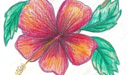 为什么马来西亚的孩子认为木槿是骄傲的象征