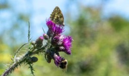 “一些绝对的宝石”：150万英镑呼吁拯救野生避风港草莓山