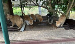 马拉加地方议会正在与志愿者合作，结束这种令人震惊的残忍行为，因为有这么多流浪猫成为了受害者。