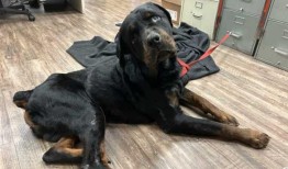 邮递员从冰冷的小溪中救出狗