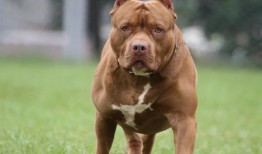 XL Bully禁止狗主人混淆，因为他们不知道自己的狗是否是有争议的品种