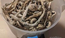 在大麻崇拜的巨型教堂里，有武装警卫和“蘑菇先知”