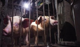 由于非洲猪瘟，又有5个东方民都洛镇处于灾难状态