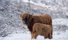 蒙古的严冬夺走了7500头牲畜的生命