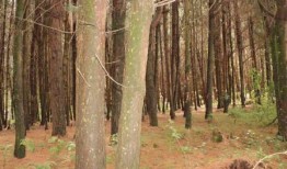 植树是可以的，但要为每个地区选择合适的物种，以恢复生物多样性