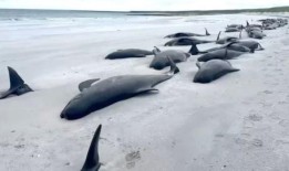 77头领航鲸在苏格兰海滩搁浅死亡