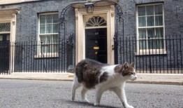 猫拉里在唐宁街训练另一位首相