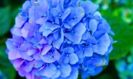 用一个厨房废料，绣球花就会长出更大的花，甚至可以把花变成蓝色