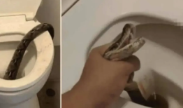 突然袭击!蛇在厕所里咬了人,他活下来了吗?