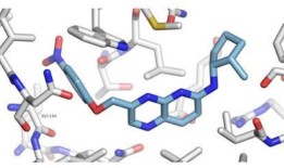 筛选发现了数千种“不坚固但可药物化”的蛋白质