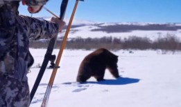 西方游客不顾乌克兰战争前往俄罗斯狩猎，宰杀动物
