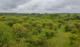 “一些绝对的宝石”：150万英镑呼吁拯救野生避风港草莓山