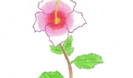 为什么马来西亚的孩子认为木槿是骄傲的象征