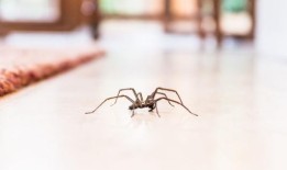 蜘蛛会用一些鲜为人知的食物来避开你的车和家