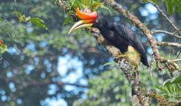 遵循以下建议，开始你的马来西亚观鸟之旅吧