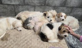 日本开始讨论促进电影产业